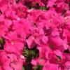 Petunia hybrida F1 seeds