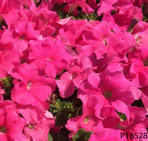 Petunia hybrida F1 seeds