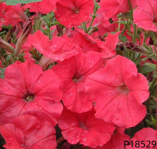 Petunia hybrida F1 seeds