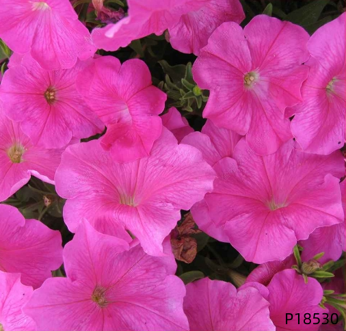 Petunia hybrida F1 seeds