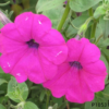 Petunia hybrida F1 seeds