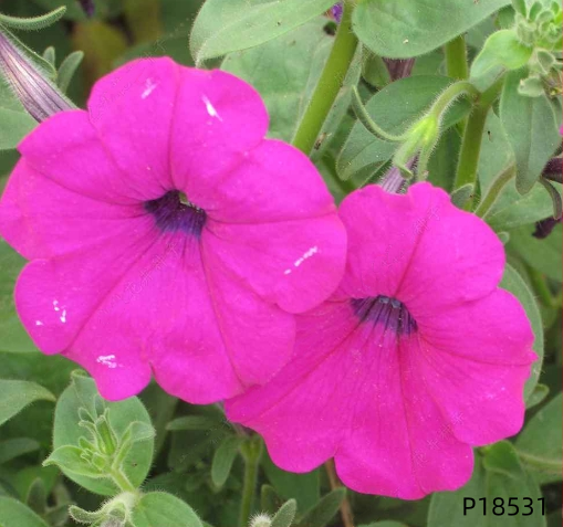 Petunia hybrida F1 seeds