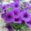 Petunia hybrida F1 seeds