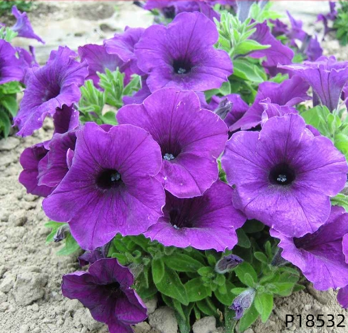 Petunia hybrida F1 seeds