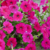 Petunia hybrida F1 seeds