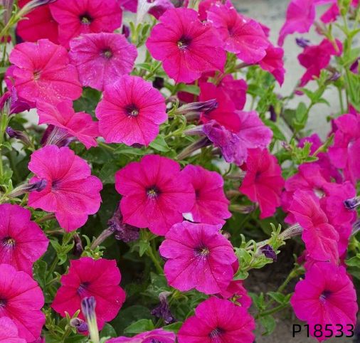 Petunia hybrida F1 seeds