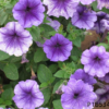 Petunia hybrida F1 seeds