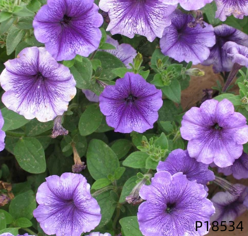 Petunia hybrida F1 seeds