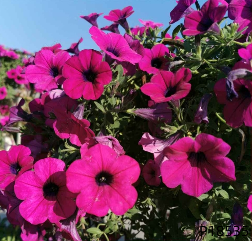 Petunia hybrida F1 seeds