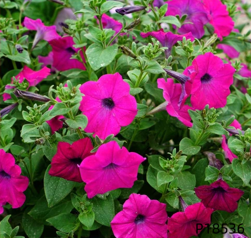 Petunia hybrida F1 seeds