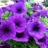 F1 Petunia hybrida seeds