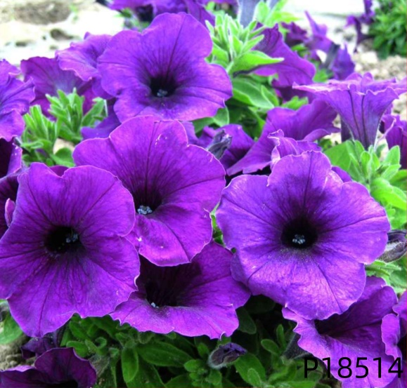 F1 Petunia hybrida seeds