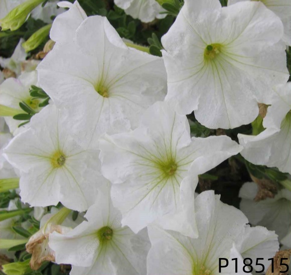 F1 Petunia hybrida seeds