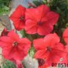 F1 Petunia hybrida seeds