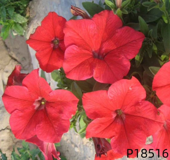 F1 Petunia hybrida seeds