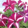 F1 Petunia hybrida seeds