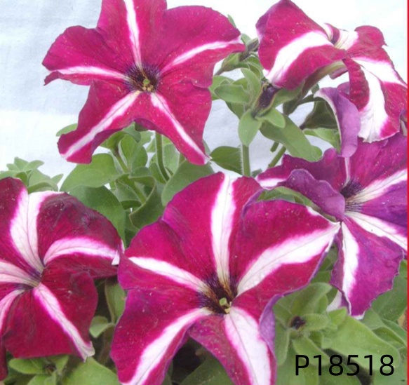 F1 Petunia hybrida seeds