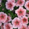 F1 Petunia hybrida seeds