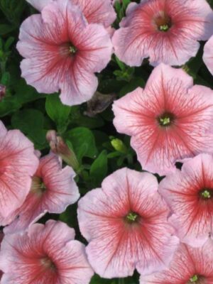 F1 Petunia hybrida seeds