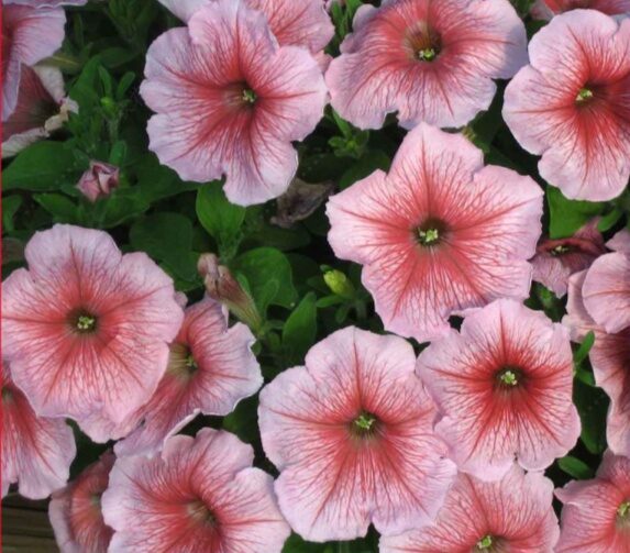 F1 Petunia hybrida seeds