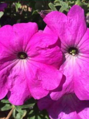 PETUNIA HYBRIDA