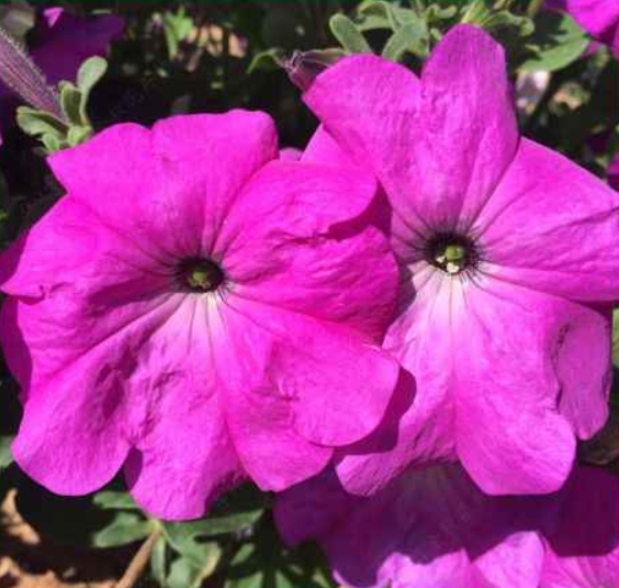 PETUNIA HYBRIDA