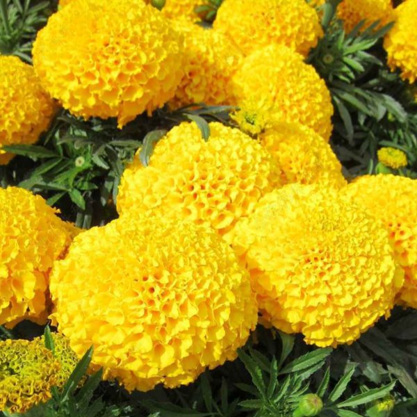 golden yellow marigold hybrid seeds