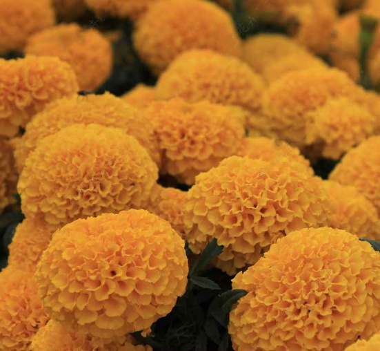 Tagetes erecta marigold f1 seeds