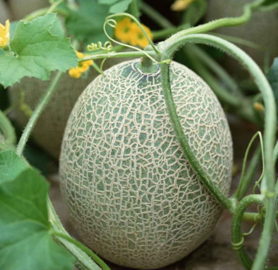 Cantaloupe Cucumis melo var. cantalupensis