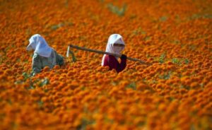 hybrid marigold