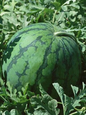 Watermelon seeds