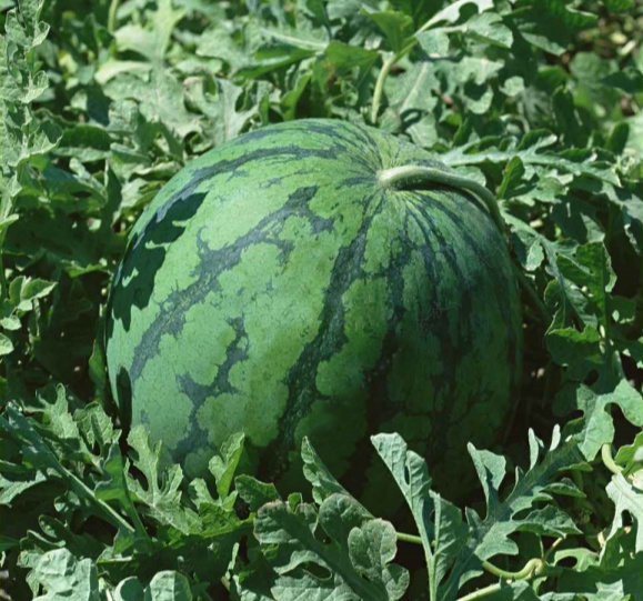 Watermelon seeds