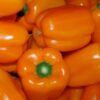 bulk orange sweet pepper seeds wholesale