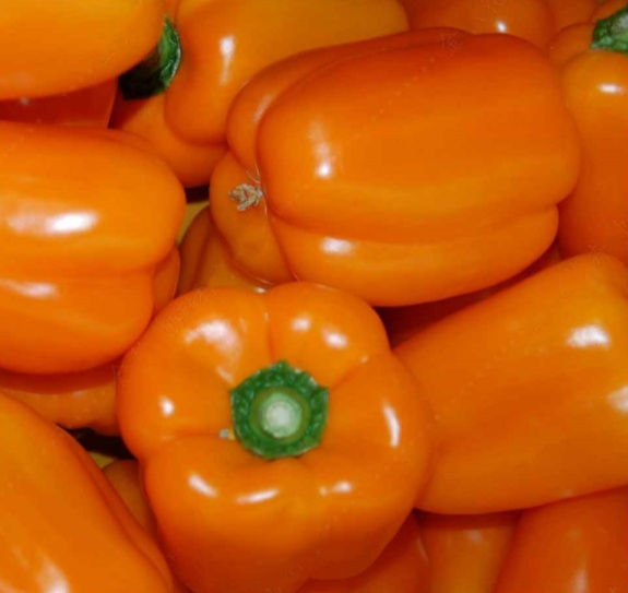 bulk orange sweet pepper seeds wholesale