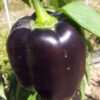 bulk black sweet pepper seeds wholesale