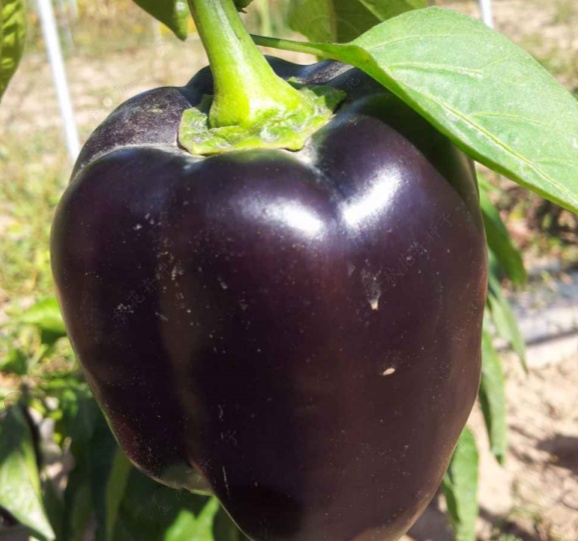 bulk black sweet pepper seeds wholesale