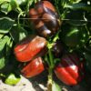 chestnut color bulk sweet pepper seeds wholesale