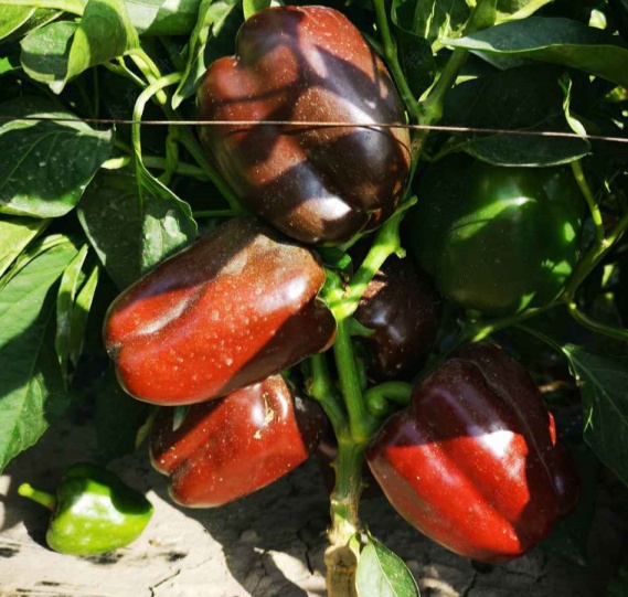 chestnut color bulk sweet pepper seeds wholesale