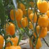 yellow sweet bell pepper seeds wholesale