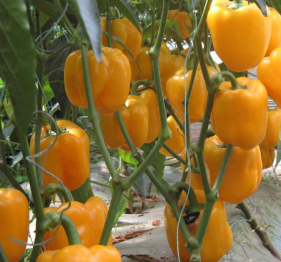 yellow sweet bell pepper seeds wholesale