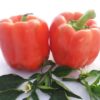 red sweet bell pepper seeds wholesale