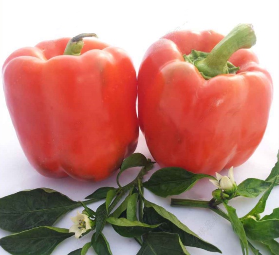 red sweet bell pepper seeds wholesale