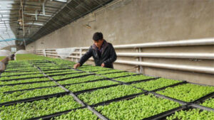 China flower seeds supplier