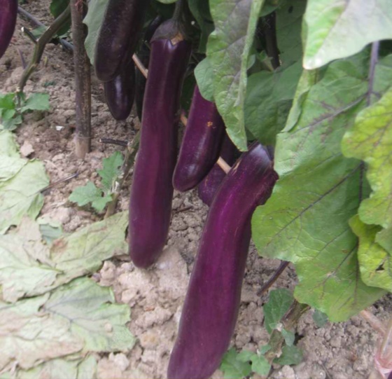 long purple eggplant seeds