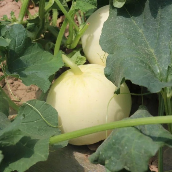 sweet melon seeds