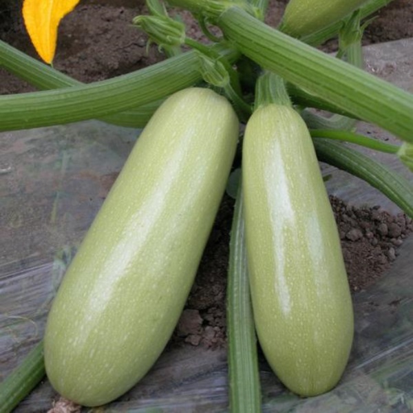 zucchini seeds