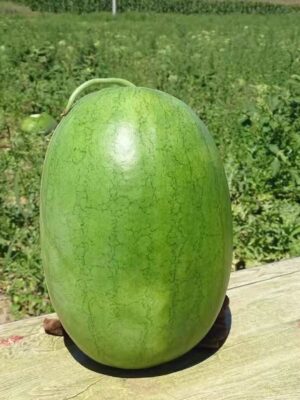 Charleston grey watermelon seeds