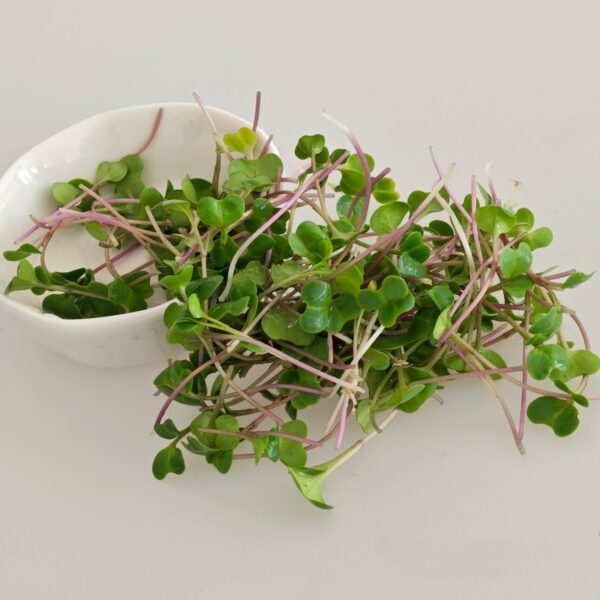 Chinese Broccoli (Kailaan) Microgreen Seeds