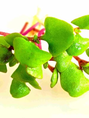 Clove basil microgreen seeds