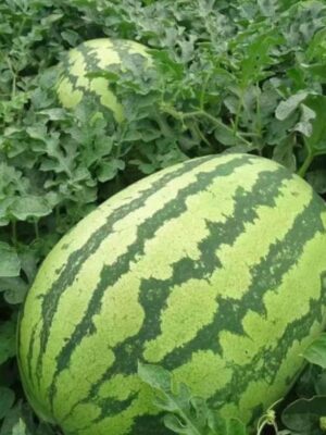 Hybrid watermelon seeds18kg-30kg